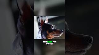 Interesting Origins of Miniature Pinscher [upl. by Hamrnand270]