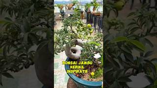 Bonsai jambu kerikil inspirasibonsai [upl. by Marleen]