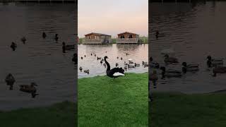 Black Swan at Landal Woodland Lakes sunset yorkshire swan blackswan [upl. by Acinomal]