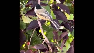 Black Capped Chickadee [upl. by Eiramait]