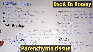 Parenchyma Tissue Structure And Functions  Parenchyma Types  Class Bsc Botany [upl. by Weiser]