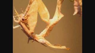 Ghost Mantis Phyllocrania paradoxa catching and eating a Cricket [upl. by Conlen]