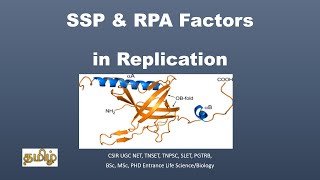 Single strand DNA binding ProteinSSPReplication Protein ARPATamil CSIR NET TNSET GATE [upl. by Asihtal]