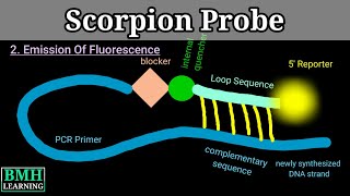 Scorpion Probe  Real Time PCR Using Scorpion Primer  Scorpio Probe Assay [upl. by Deenya311]