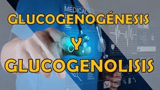 GLUCOGENOGÉNESIS Y GLUCOGENOLISIS [upl. by Assirialc]