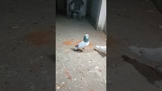 Pikey Devandi Pair 🕊️shorts pigeon pigeonlover status youtubeshorts trending birds pets yt [upl. by Dougherty]