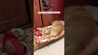 Ye kyu has raha hai 😳 comedyvideo funny comedy viral funnydogs moonroja acting [upl. by Odella56]