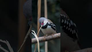 Diamond Firetail bird birds natureandbirdssoundsrelaxingmusic nature beautifulbirds [upl. by Trebma576]