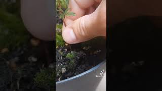 Potentilla cutting cuttings esquejes plants bonsaiinspiration potentilla plantpropagation [upl. by Lezned416]