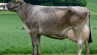 Brown Swiss cows [upl. by Isidoro]