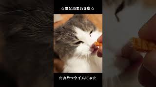 猫は食べるとき目を細める【Cat squinting】 [upl. by Namaj]