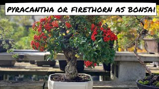 Pyracantha or Firethorn as Bonsai [upl. by Yumuk]