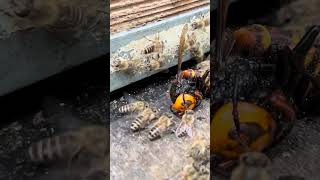 Dead Giant Hornet at Beehive [upl. by Olodort107]