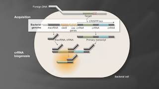 Bacterial Adaptive Immunity with CRISPRCas9 [upl. by Ajay]