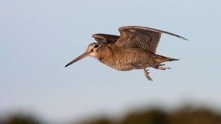 Woodcock on the Black Isle [upl. by Ekihc]