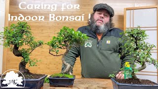 Caring for Indoor Bonsai  Greenwood Bonsai [upl. by Chicky]