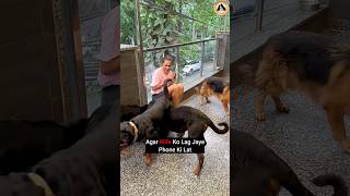 Rottweiler Dogs Ne Chudwa Di Biwi Ki Phone Ki Bimaari shorts Rottweiler dogs youtubeshorts [upl. by Dorrehs]