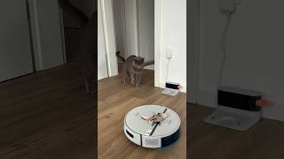 Thomas hates robot vacuum cleaner thomasthecat funnyanimals [upl. by Einapets155]