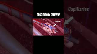 Respiratory systemRespiratory pathway [upl. by Pratt]