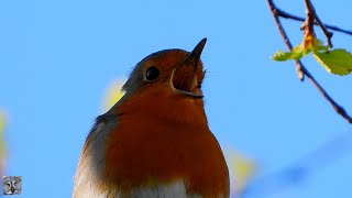 20 common birds in Europe and their song in the spring Chant des oiseaux au printemps norway nature [upl. by Latoya675]