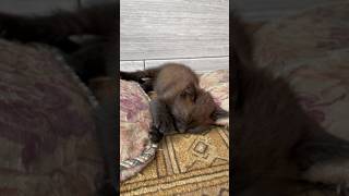 A small cat rests between two pillows cat catvideos kitten [upl. by Baiss]