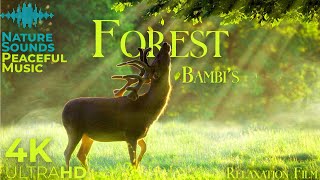 Bambis Forest 4K 🦌 Scenic Relaxation Film with Peaceful Relaxing Music and Nature Video Ultra HD [upl. by Nor]