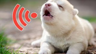 Kutte Ke Pille Ki Awaaz  Kutte Ki Awaz  Puppy Crying Sound  Dog Barking [upl. by Roselyn]