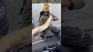 Muskie Monday strikerbrands fishing muskie fallfishing [upl. by Mabel831]