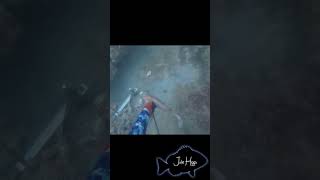 Spearfishing hogfish [upl. by Immanuel]