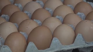 Egg prices hitting St Louis businesses hard [upl. by Isiah]