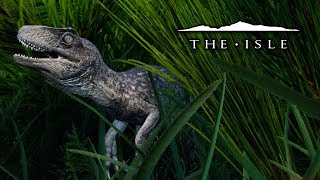 The Baby Utahraptor  The Isle [upl. by Lad]