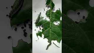 Time Lapse of Leaf Eating By Caterpillars shorts [upl. by Sheena]