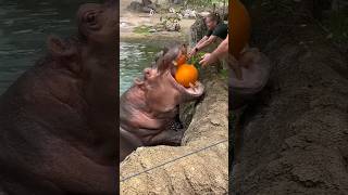 Hippos Eating Pumpkin hippo viralhog wildlife zoo animals food pumpkin [upl. by Ecirtaemed688]