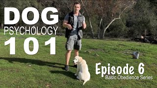 Dog psychology 101 The four quadrants of operant conditioning Episode 6 [upl. by Asilad]