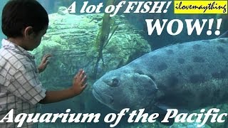 A lot of FISH in the big Aquarium Aquarium of the Pacific [upl. by Allenotna497]