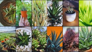 HAWORTHIA VARIETIES  Plants Weekly [upl. by Gathard805]