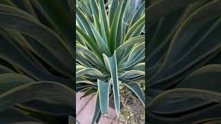 Landscape plant Agave desmettiana variegata quotVariegated Smooth Agavequot [upl. by Aldin]