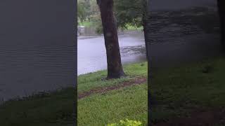 Mallard Ducks are Hyper amp 3 Cypress Trees Surrounded by Lake from Rain of Hurricane Milton Oviedo [upl. by Nalra910]