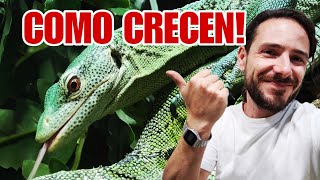 Como CRECEN los BEBES VARANOS IGUANAS SERPIENTES RANA PACMAN Un ESPECTÁCULO 🐸🐍🦖🐉 [upl. by Nottap]