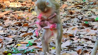 Poor beautiful pigtail monkey mom unknown nurse newly baby monkey [upl. by Yelroc]