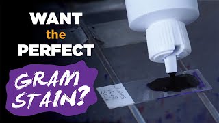 How to prepare the perfect Gram stain  Gram staining procedure [upl. by Sifan]