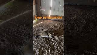 FARM DEPREDATION TRAPPING duketraps trapping [upl. by Crim867]