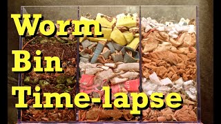 3chamber Carbononly WORM BIN 100Day TIMELAPSE  FAST  vermicomposting [upl. by Nnairrek]