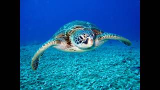 Sea TURTLE Aquatick Evolutiva Reptilian Ambience Sea TURTLE [upl. by Sherrod]