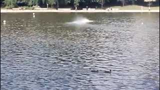 Remote Control Boat Racing in Mote Park Lake Maidstone [upl. by Ahsenom313]