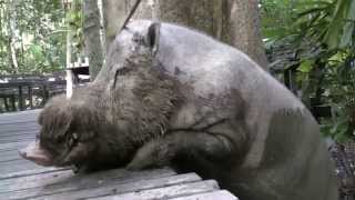 Bearded pig Borneo [upl. by Llednil310]