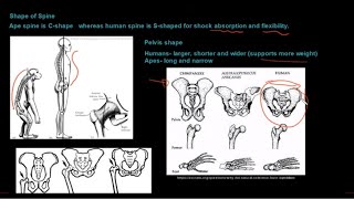 Grade 12 Life Sciences Human Evolution Part 1 [upl. by Lesly]