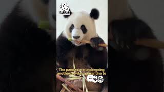 【Pandas World Travel】The Journey Of An An And Ke Ke  iPanda [upl. by Richmal]