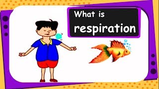 Science  What is Respiration  English [upl. by Claudianus]