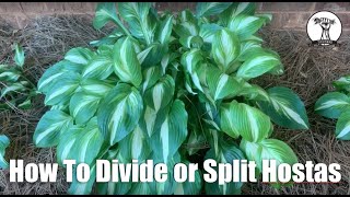 How To Split or Divide and Transplant Hostas [upl. by Cutlor]